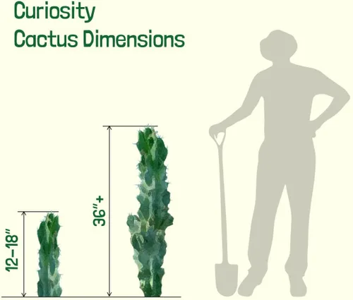 Vista 7 de Cactus Outlet - Curiosity - Plantas de cactus vivas, plantas vivas para uso en interiores y exteriores, cactus vivos, 12 a 18 pulgadas, cactus vivos