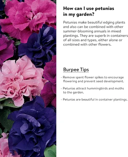 Vista 4 de Burpee Best Hybrid Mix Petunia Seeds 50 semillas