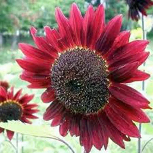 Vista 3 de Girasol, sol rojo, más de 20 semillas, hermosas flores rojas brillantes