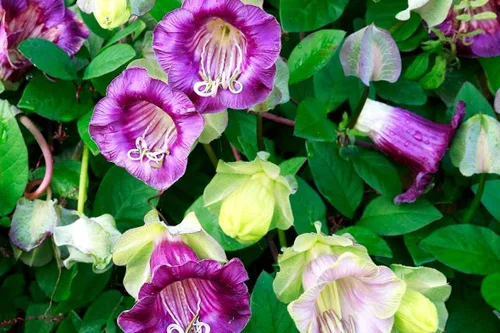 Vista 4 de Cathedral Bells Seed Mix Cobaea Scandens The Cup-and-Saucer Vine Monastery Bells 10 Semillas