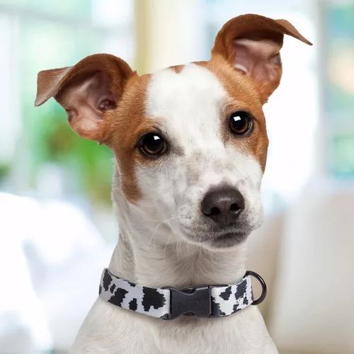 Vista 5 de Cow Dog Collar Personalized (X-Small 5/8")