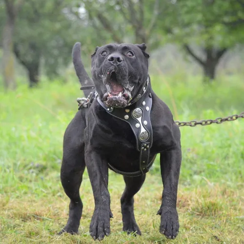Vista 2 de Arnés para perro con tachuelas de cuero genuino Hektor