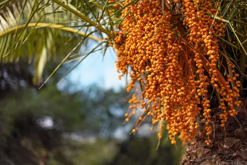 Vista 3 de 10 semillas comestibles de plantas de interior de árbol frutal de Coco Palm Jalea de Palma Pindo Butia Capitata