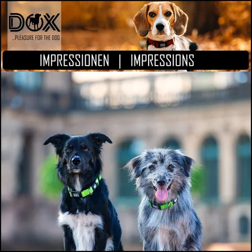 Vista 5 de DDOXX Airmesh - Collar para perro, collares fuertes y ajustables para perros, XS (naranja)
