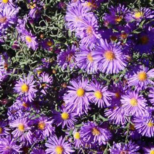 Vista 3 de New England Aster Seeds - Alrededor de 100 semillas