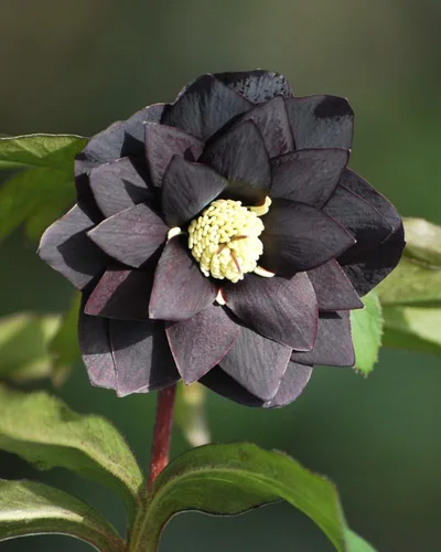 Vista 3 de Perennial Farm Marketplace Helleborus x Winter Jewels 'Onyx Odyssey' (rosa lentense) perenne, 1 cuarto de galón, flores cercanas a negras