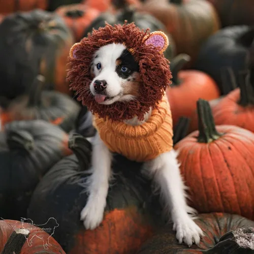 Vista 9 de Zoo Snoods Disfraz de león – Redecilla tejida para perro de melena para mascotas, cubierta cálida para el cuello para Halloween e invierno (S)