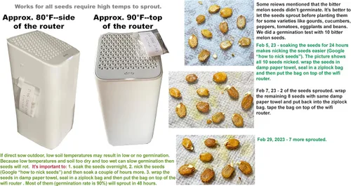 Vista 3 de Semillas de calabaza amarga asiática para plantar verduras y frutas. Semillas de verduras en casa huerto y vainas de semillas hidropónicas, semillas