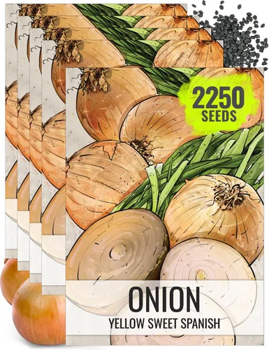 Vista 22 de Seed Needs Semillas de cebolla roja borgoña para plantar reliquia y sin OMG, 1 paquete