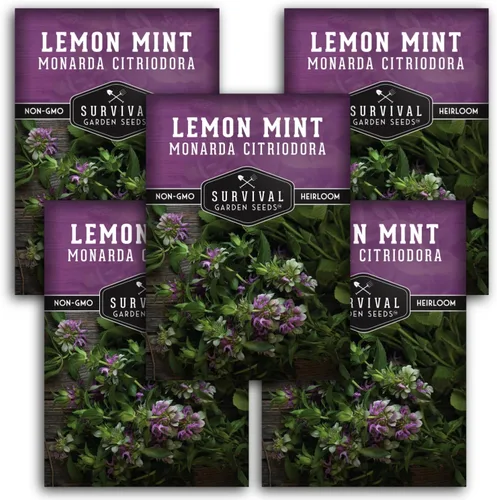 Vista 12 de Semillas de limón y menta para plantar (Monarda Citriodora) Bálsamo de abeja de limón/menta de caballo, hierbas medicinales y plantas de jardín