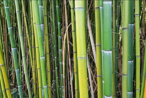 Vista 5 de 100 piezas de semillas de bambú verde semillas de bambú gigantes de crecimiento rápido