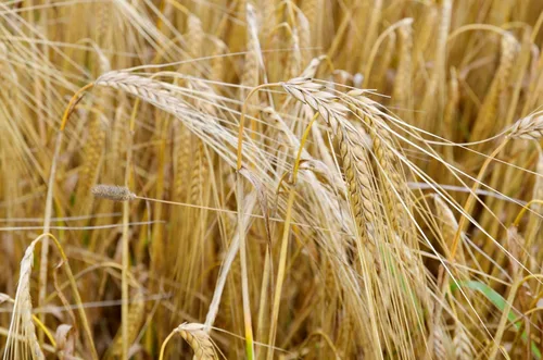 Vista 7 de 100 semillas de cerveza de cebada Hordeum Vulgare Grain Grass Cover Crop Beer Seeds * Comb S/H
