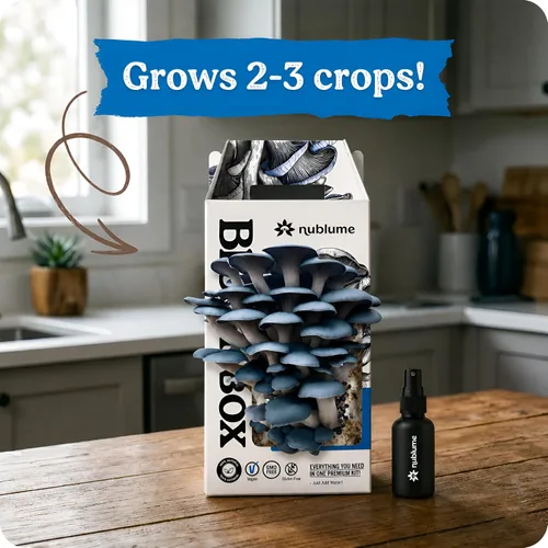 Vista 5 de BloomBox Kit de Cultivo de Setas Ostra Azules – Listo para Fructificar Regalo de Jardinería Interior – Tronco de Spawn Orgánico para Hongos Frescos