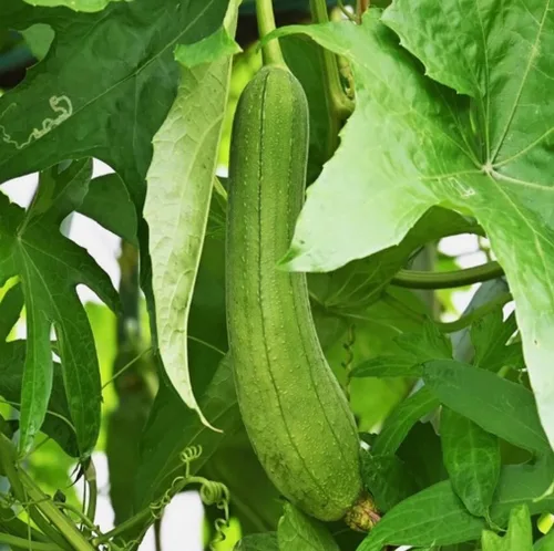 Vista 2 de Semillas de calabaza de esponja lisa, 30 Uds., serpiente, melón, EE. UU., semilla vegetal asiática