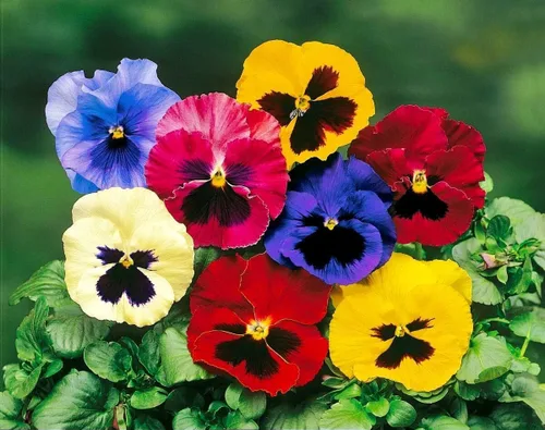 Vista 3 de Viola Philippica Seeds - 299 piezas - Encantadoras flores moradas y azules con hojas en forma de corazón Plantas perennes resistentes y de bajo