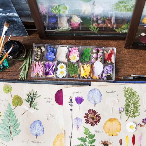 Vista 5 de Nuanchu Juego de 223 flores secas prensadas reales para manualidades, hojas secas naturales y calcomanías de mariposa, flores de margaritas