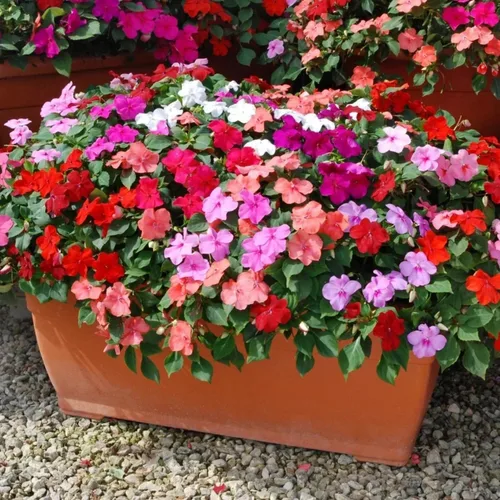 Vista 5 de Semillas de Impatiens Mixtas para Plantar - 500 Semillas de Balsamina Camellia Impatiens Semillas Anuales para Plantar