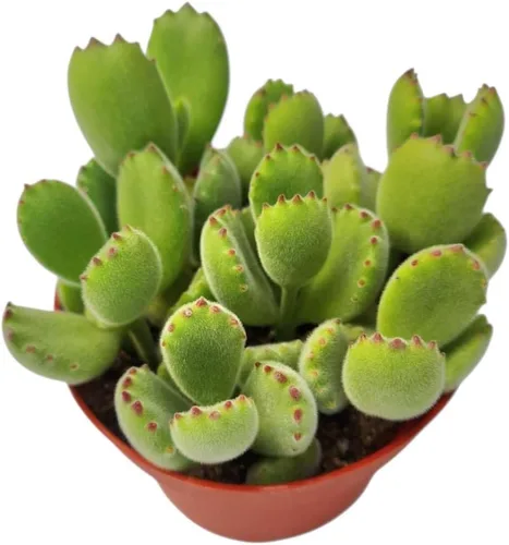 Vista 2 de Plantas suculentas vivas Cotyledon tomentosa pata de oso (maceta de 2 pulgadas no abigarrada)