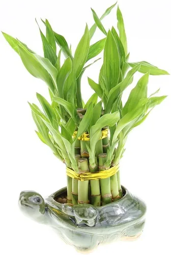Vista 2 de Lucky Bamboo - Jarrón pequeño de cerámica de 5 pulgadas con maceta para bebé, único de Jmbamboo