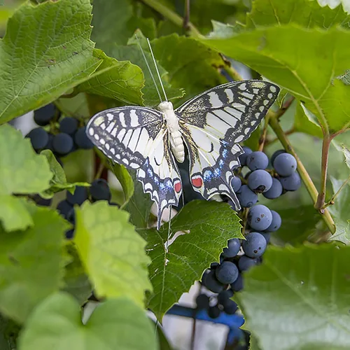 Vista 6 de Juego de 12 decoraciones de mariposa de plumas y mariposas multicolores, mariposas papilio machaon en alambre. Decoración del hogar de primavera