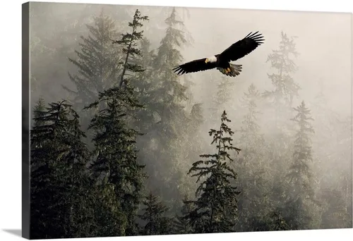 Vista 10 de CANVAS ON DEMAND Lienzo decorativo para pared, diseño de águila calva volando a través de brumoso Tongass Nat Forest Southeast Alaska por John Hyde
