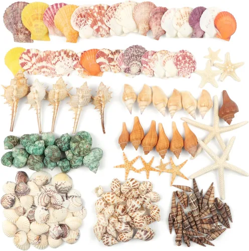 Vista 3 de Fangoo Conchas Marinas Mixtas de 1.5 LB, Más de 130 Piezas de Conchas Marinas de Playa Estrellas de Mar Conchas de Ostra de Varios Tamaños Conchas