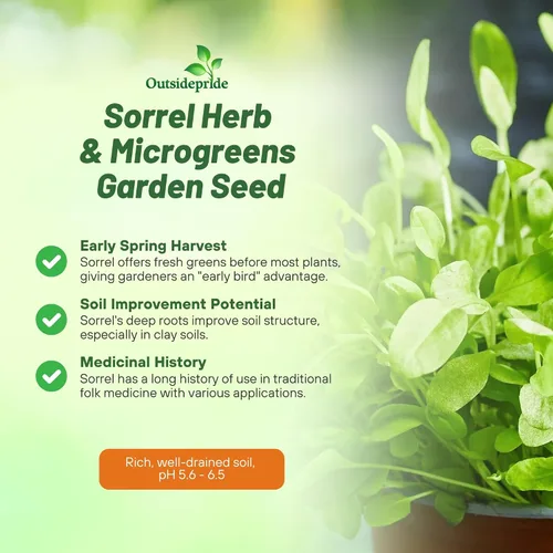Vista 3 de Outsidepride Semillas de acedera – 5,000 piezas de hierbas perennes, fáciles de cultivar, tolerantes a la sequía y a las heladas y microverdes