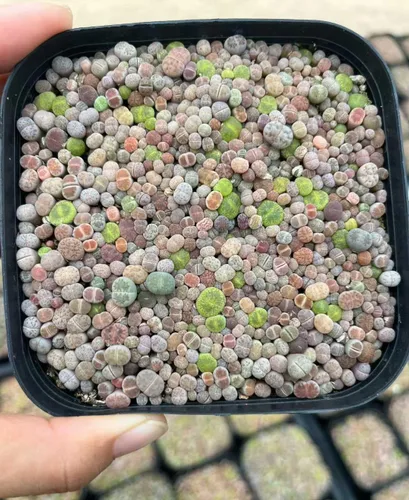 Vista 5 de Lithops - Mezcla de semillas recién cosechadas, paquete de 50 semillas