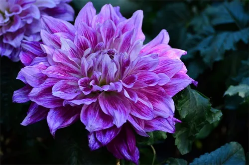 Vista 5 de Semillas de flores de dalia de colores de mezcla hermosas raras 100PCS
