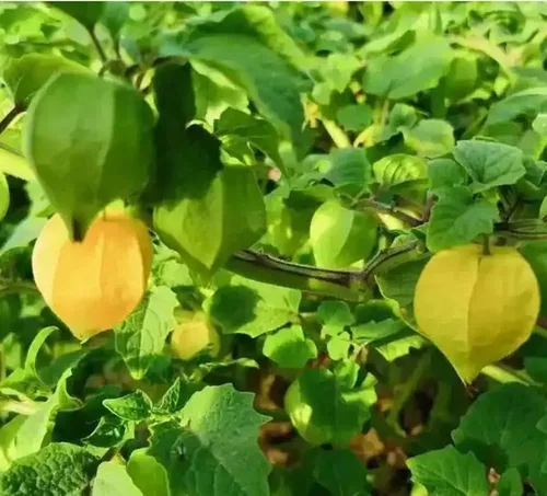 Vista 2 de 100 semillas de grosella espinosa del cabo, semillas raras de cereza molida en primavera