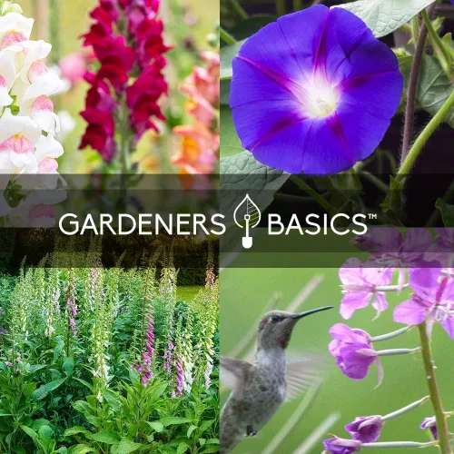 Vista 7 de Gardeners Basics, Semillas de colibrí para plantar al aire libre semillas de flores (paquete de 5 variedades) Zinnia, dedalera, altramuces, gloria
