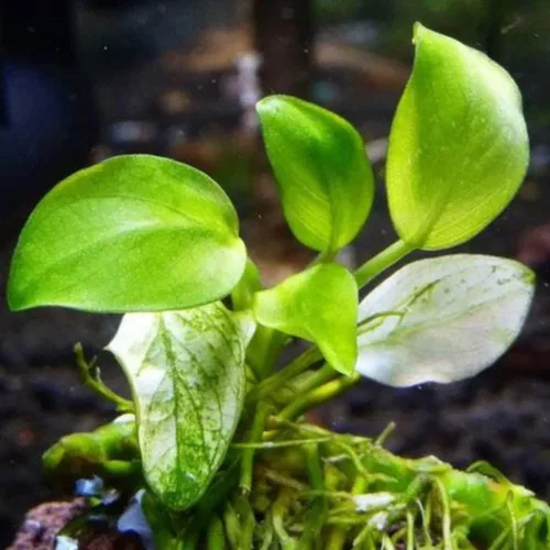 Vista 3 de Mainam 3 Diferentes Plantas Tropicales de Agua Dulce para Acuario: Anubias Nana, Helecho de Java, Windelov y Musgo de Java. Decoraciones Vivas