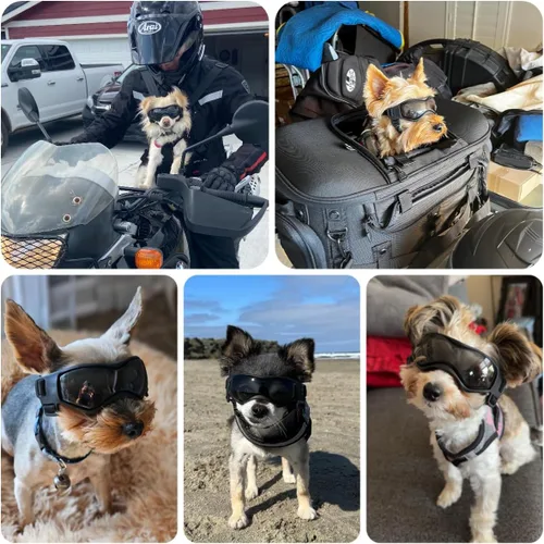 Vista 2 de Gafas de sol para perros para razas extra pequeñas, protección UV, resistentes al viento, XS con correas ajustables para la cabeza y la barbilla