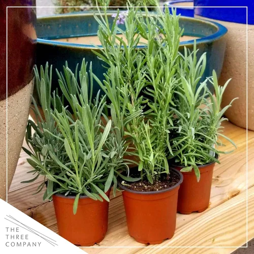 Vista 6 de Hierba aromática y comestible viva, lavanda (4 por paquete), potenciador natural del sueño, 6 pulgadas de alto por 4 pulgadas de ancho en 1 pinta