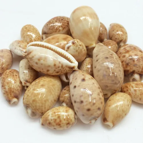 Vista 9 de PEPPERLONELY Purple Ring Cowrie Sea Shells, 8 OZ Aprox. 250+PC Shells, 1/2 pulgada