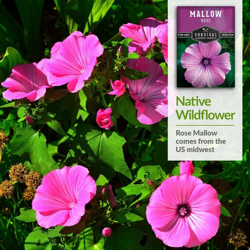 Vista 4 de Survival Garden Seeds - Semilla de malva rosa para plantar - Paquete con instrucciones para plantar y cultivar flores silvestres nativas