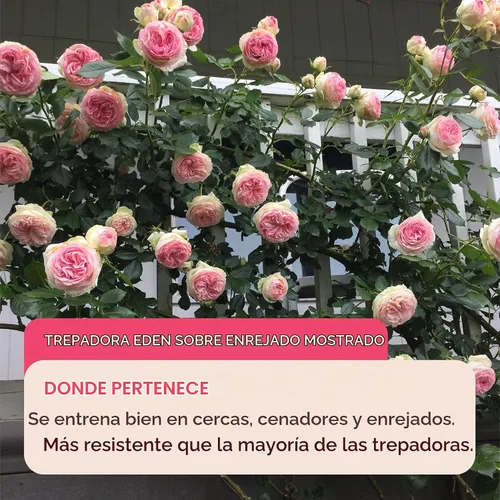 Vista 7 de Rosas trepadoras de reliquia, planta de raíz viva propia, resplandor Blaze