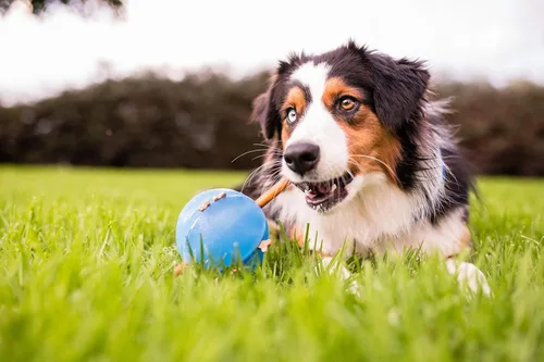Vista 9 de Planet Dog Orbee-Tuff Mazee y Guru - Pelota rompecabezas interactiva para perros dispensadora de premios