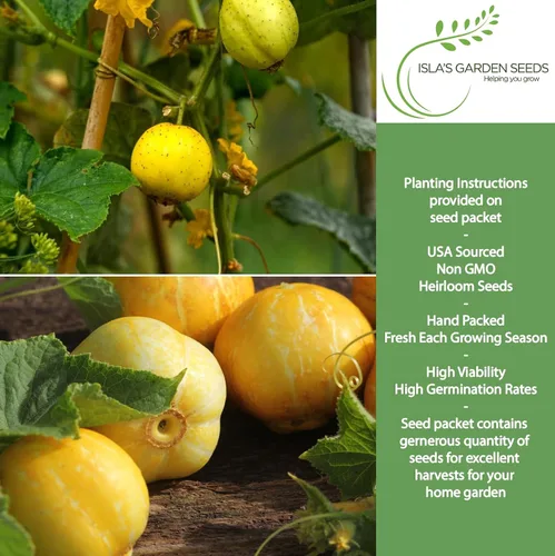 Vista 2 de Semillas de pepino de limón para plantar: más de 125 semillas sin OMG y reliquias, pepino amarillo redondo único, sabor crujiente y suave, por