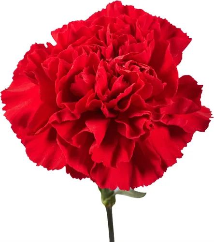 Vista 6 de GlobalRose 100 flores de clavel rojas - Claveles al día siguiente flores frescas para entrega Prime - Ramo fresco seleccionado a mano para Rojo