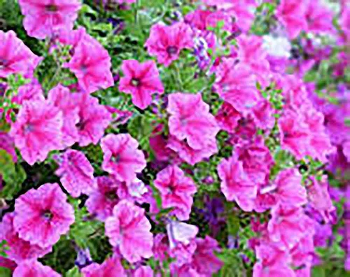 Vista 2 de Dwarf Petunia Mix Seeds - 2800 Semillas Pequeñas