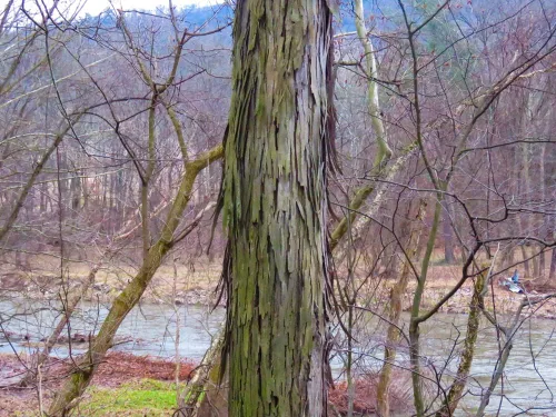Vista 3 de Semillas de árbol de nogal Shagbark - Fruta comestible y corteza atractiva que se cae - Carya ovata (1 semilla)