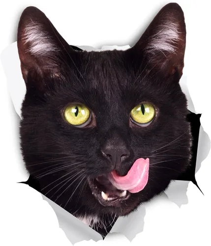 Vista 7 de Winston & Bear Calcomanías 3D de gatos, paquete de 2, calcomanías de pared de gato negro, regalos para amantes de los gatos, calcomanías de pared