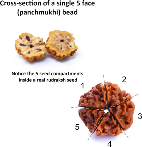 Vista 5 de Wonder Care Auténtica Rudraksha Mala Pulsera auténtica de Rudraksha del Himalaya de 5 caras Cuentas de Rudraksha Pulseras de cuentas para hombres