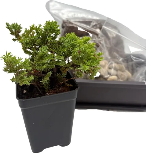 Vista 4 de My First Bonsai Tree Kit Plus Live Japanese Enebro Tree