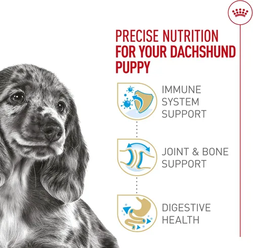 Vista 4 de ROYAL CANIN Dachshund Puppy - Alimento seco para perros, bolsa de 2.5