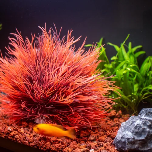Vista 3 de Decoraciones de peceras para acuario, decoración artificial de plástico (negro rojo)