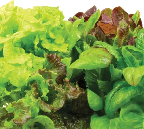 Vista 4 de AeroGarden - Kit de semillas de lechuga romana mixta, 6 cápsulas