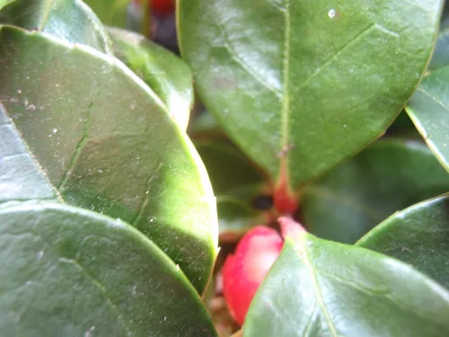 Vista 6 de 20 Semillas de flores de hoja perenne de Gaultheria Procumbens