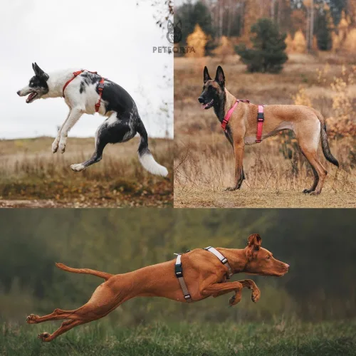 Vista 9 de Anatomically Correct - Arnés para perro en forma de Y, no restrictivo, sin tirones, ajustable de 6 puntos para movimiento natural, a prueba